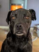 BELLA, Hund, Mischlingshund in Rotenburg