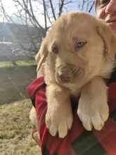 BILLY, Hund, Mischlingshund in Neu-Isenburg - Bild 1