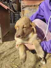 BILLY, Hund, Mischlingshund in Neu-Isenburg - Bild 10