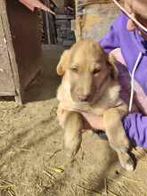 BILLY, Hund, Mischlingshund in Neu-Isenburg - Bild 11