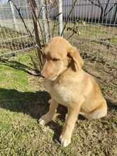BILLY, Hund, Mischlingshund in Neu-Isenburg - Bild 2