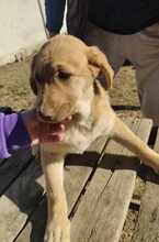 BILLY, Hund, Mischlingshund in Neu-Isenburg - Bild 3