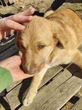 BILLY, Hund, Mischlingshund in Neu-Isenburg - Bild 4
