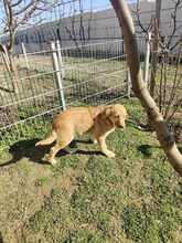 BILLY, Hund, Mischlingshund in Neu-Isenburg - Bild 5