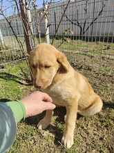 BILLY, Hund, Mischlingshund in Neu-Isenburg - Bild 6