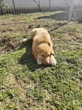 BILLY, Hund, Mischlingshund in Neu-Isenburg - Bild 8