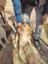 BILLY, Hund, Mischlingshund in Neu-Isenburg - Bild 9