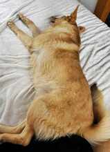 BRUNO, Hund, Mischlingshund in Edemissen - Bild 10