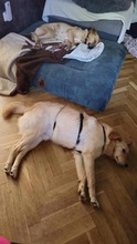 BRUNO, Hund, Mischlingshund in Edemissen - Bild 11