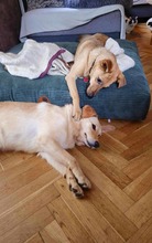 BRUNO, Hund, Mischlingshund in Edemissen - Bild 12