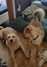 BRUNO, Hund, Mischlingshund in Edemissen - Bild 13