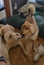 BRUNO, Hund, Mischlingshund in Edemissen - Bild 14