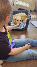 BRUNO, Hund, Mischlingshund in Edemissen - Bild 15