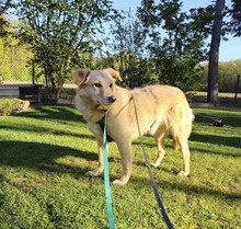 BRUNO, Hund, Mischlingshund in Edemissen - Bild 2