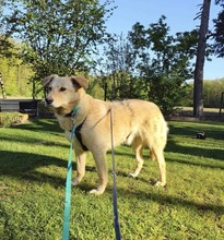 BRUNO, Hund, Mischlingshund in Edemissen - Bild 3