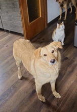 BRUNO, Hund, Mischlingshund in Edemissen - Bild 4