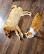 BRUNO, Hund, Mischlingshund in Edemissen - Bild 6
