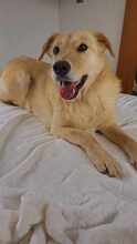 BRUNO, Hund, Mischlingshund in Edemissen - Bild 7