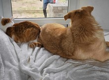 BRUNO, Hund, Mischlingshund in Edemissen - Bild 8