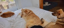 BRUNO, Hund, Mischlingshund in Edemissen - Bild 9