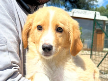 BABSI, Hund, Mischlingshund in Italien - Bild 1