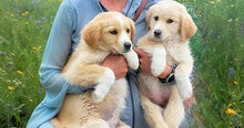 BABSI, Hund, Mischlingshund in Italien - Bild 10