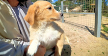 BABSI, Hund, Mischlingshund in Italien - Bild 2