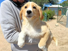 BABSI, Hund, Mischlingshund in Italien - Bild 3