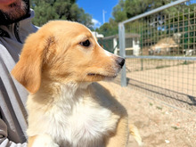 BABSI, Hund, Mischlingshund in Italien - Bild 4