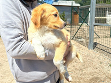 BABSI, Hund, Mischlingshund in Italien - Bild 6
