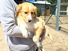 BABSI, Hund, Mischlingshund in Italien - Bild 7