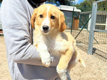 BABSI, Hund, Mischlingshund in Italien - Bild 8