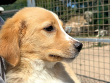 BABSI, Hund, Mischlingshund in Italien - Bild 9