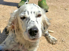 DIANA, Hund, Mischlingshund in Italien - Bild 1