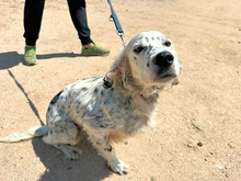 DIANA, Hund, Mischlingshund in Italien - Bild 10