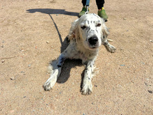 DIANA, Hund, Mischlingshund in Italien - Bild 11