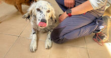 DIANA, Hund, Mischlingshund in Italien - Bild 2