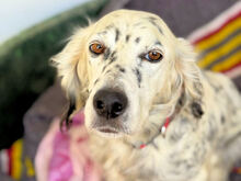 DIANA, Hund, Mischlingshund in Italien - Bild 3