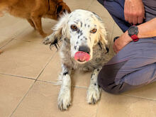 DIANA, Hund, Mischlingshund in Italien - Bild 4