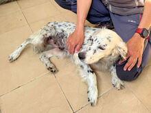 DIANA, Hund, Mischlingshund in Italien - Bild 5