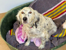 DIANA, Hund, Mischlingshund in Italien - Bild 6