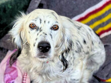 DIANA, Hund, Mischlingshund in Italien - Bild 7