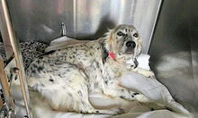 DIANA, Hund, Mischlingshund in Italien - Bild 8