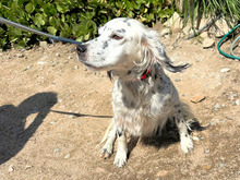 DIANA, Hund, Mischlingshund in Italien - Bild 9