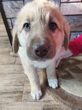BOBBY, Hund, Mischlingshund in Rumänien - Bild 1