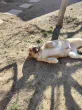 BOBBY, Hund, Mischlingshund in Rumänien - Bild 3