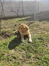 BOBBY, Hund, Mischlingshund in Rumänien - Bild 4
