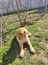 BOBBY, Hund, Mischlingshund in Rumänien - Bild 5