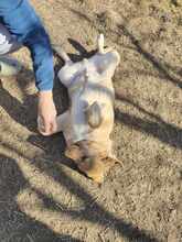 BOBBY, Hund, Mischlingshund in Rumänien - Bild 6