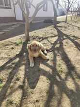 BOBBY, Hund, Mischlingshund in Rumänien - Bild 7